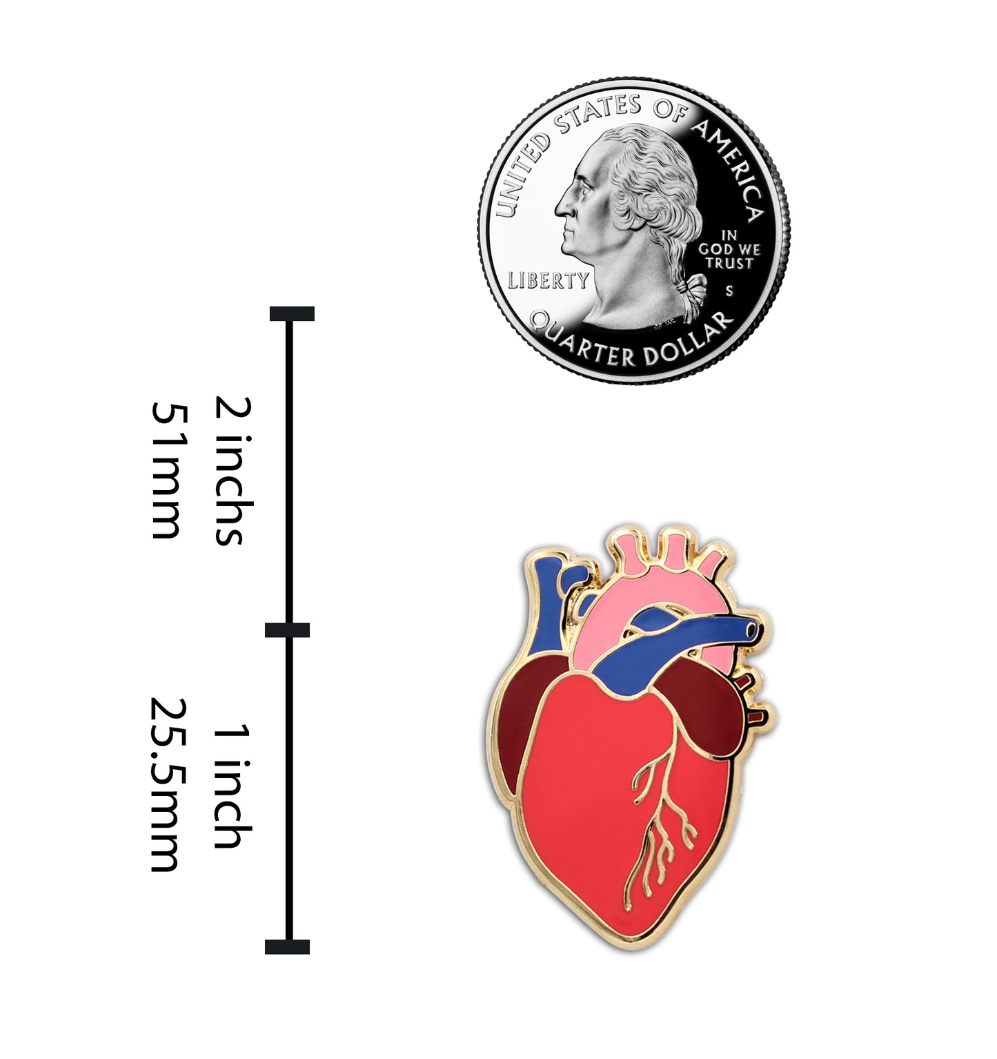 Anatomical Heart Pin - Realistic, Scientific Heart Enamel Pin